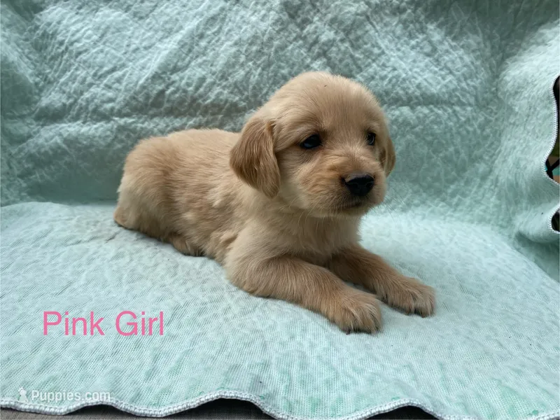 Pink Girl – Golden Retriever puppy for sale in LaGrange, GA
