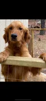 Pink Girl, a female Golden Retriever for sale in LaGrange, GA – 2 of 4
