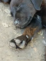 Hercules, a male Rottweiler and Mountain Cur for sale in Mesquite, TX – 1 of 1