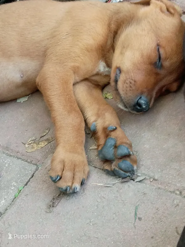 Rusty – Rottweiler, Mountain Cur puppy for sale in Mesquite, TX