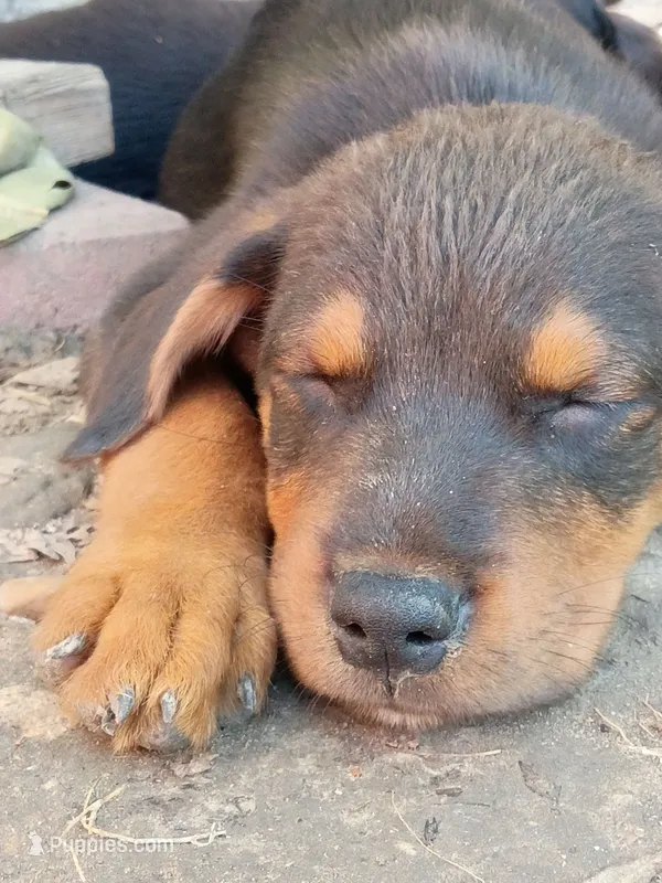 Oso – Rottweiler, Mountain Cur puppy for sale in Mesquite, TX