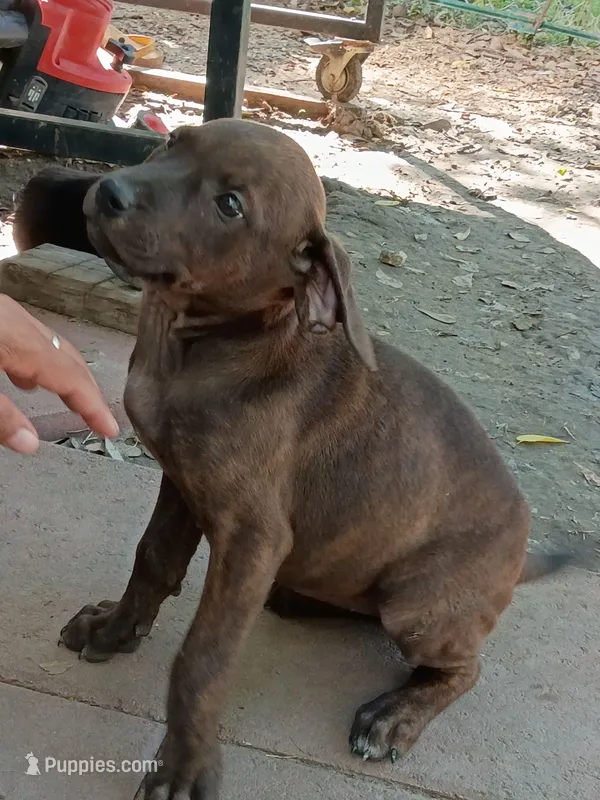 Ray – Rottweiler, Mountain Cur puppy for sale in Mesquite, TX