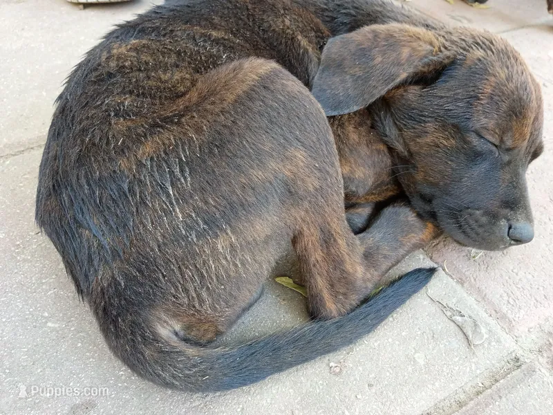 Eber – Rottweiler, Mountain Cur puppy for sale in Mesquite, TX