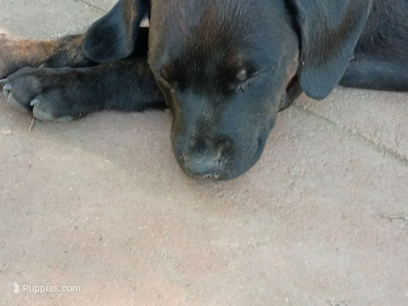 Hilton – Rottweiler, Mountain Cur puppy for sale in Mesquite, TX