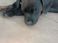 Hilton, a female Rottweiler and Mountain Cur for sale in Mesquite, TX – 1 of 1