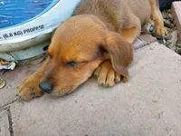 Apache, a male Rottweiler and Mountain Cur for sale in Mesquite, TX – 1 of 1