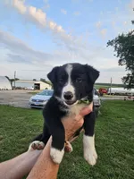 Sparkler - lime green , a female Australian Shepherd and Border Collie for sale in Eureka, IL – 1 of 1