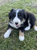 ORANGE, a female Australian Shepherd for sale in Eureka, IL – Photo 2 of 4