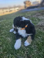 ORANGE, a female Australian Shepherd for sale in Eureka, IL – Photo 4 of 4