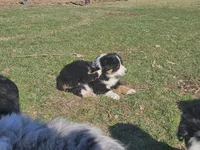 ORANGE, a female Australian Shepherd for sale in Eureka, IL – Photo 3 of 4