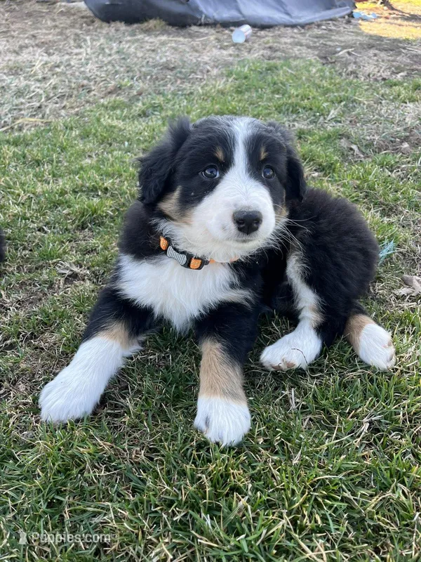 ORANGE – Australian Shepherd puppy for sale in Eureka, IL