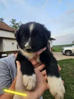 July - Yellow , a female Australian Shepherd and Border Collie for sale in Eureka, IL – 1 of 1