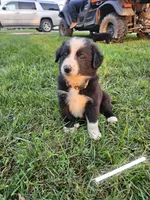 Star - White , a female Australian Shepherd and Border Collie for sale in Eureka, IL – 1 of 1
