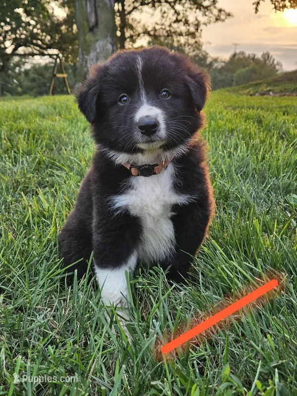 Glory - Orange  – Australian Shepherd, Border Collie puppy for sale in Eureka, IL