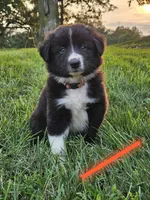 Glory - Orange , a female Australian Shepherd and Border Collie for sale in Eureka, IL – 1 of 1