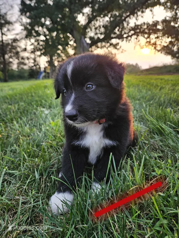 Boomer - Red – Australian Shepherd, Border Collie puppy for sale in Eureka, IL