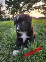 Boomer - Red, a male Australian Shepherd and Border Collie for sale in Eureka, IL – 1 of 1