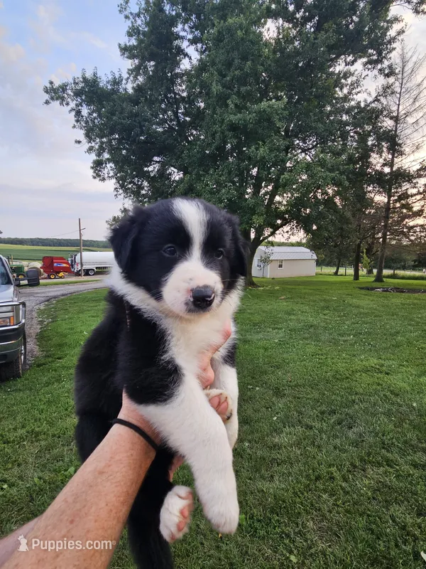 Eleanor - Pink  – Australian Shepherd, Border Collie puppy for sale in Eureka, IL