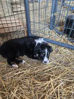 RED, a female Australian Shepherd for sale in Eureka, IL – Photo 3 of 3