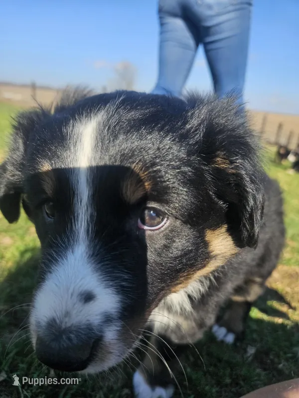 RED – Australian Shepherd puppy for sale in Eureka, IL