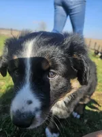 RED, a female Australian Shepherd for sale in Eureka, IL – Photo 1 of 3