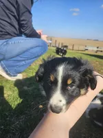 RED, a female Australian Shepherd for sale in Eureka, IL – Photo 2 of 3