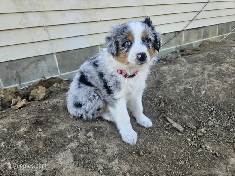 PINK – Australian Shepherd puppy for sale in Eureka, IL