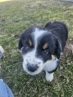 GREEN, a female Australian Shepherd for sale in Eureka, IL – Photo 3 of 4