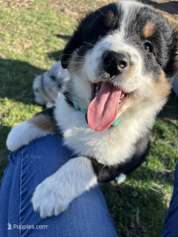 GREEN – Australian Shepherd puppy for sale in Eureka, IL