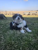 GREEN, a female Australian Shepherd for sale in Eureka, IL – Photo 2 of 4