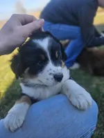 GREEN, a female Australian Shepherd for sale in Eureka, IL – Photo 4 of 4
