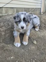 GREY, a female Australian Shepherd for sale in Eureka, IL – Photo 2 of 3