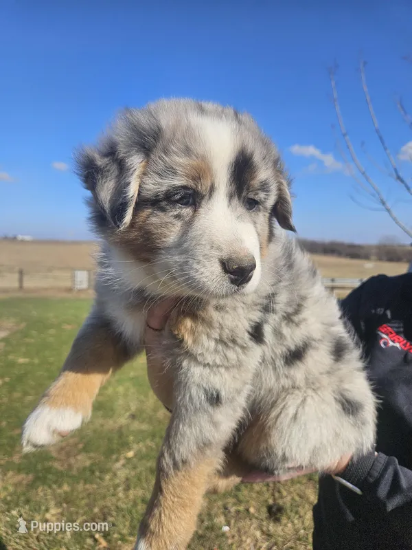 GREY – Australian Shepherd puppy for sale in Eureka, IL