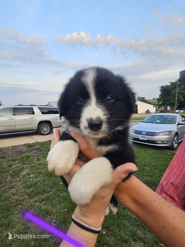 Liberty - Purple  – Australian Shepherd, Border Collie puppy for sale in Eureka, IL