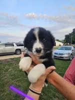 Liberty - Purple , a female Australian Shepherd and Border Collie for sale in Eureka, IL – 1 of 1