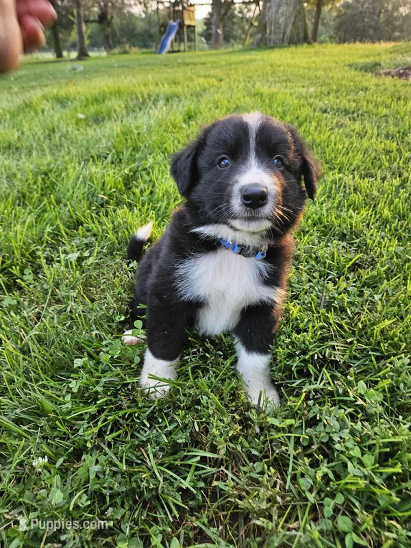 Rocket - Blue  – Australian Shepherd, Border Collie puppy for sale in Eureka, IL