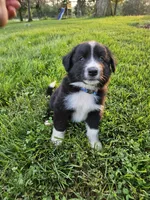 Rocket - Blue , a male Australian Shepherd and Border Collie for sale in Eureka, IL – 1 of 1