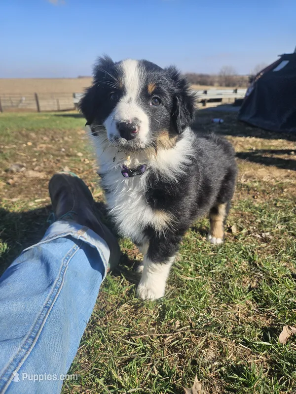 PURPLE – Australian Shepherd puppy for sale in Eureka, IL