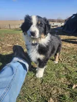 PURPLE, a female Australian Shepherd for sale in Eureka, IL – Photo 1 of 3