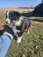 PURPLE, a female Australian Shepherd for sale in Eureka, IL – Photo 3 of 3