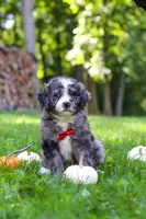 Chester, a male Bernedoodle for sale in Dundee, OH – 3 of 9