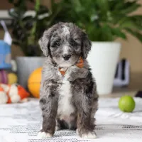 Whyatt, a male Bernedoodle for sale in Dundee, OH – Photo 1 of 5