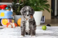 Whyatt, a male Bernedoodle for sale in Dundee, OH – Photo 1 of 5