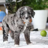 Whyatt, a male Bernedoodle for sale in Dundee, OH – Photo 4 of 5