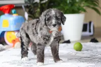 Whyatt, a male Bernedoodle for sale in Dundee, OH – Photo 4 of 5