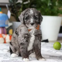 Whyatt, a male Bernedoodle for sale in Dundee, OH – Photo 2 of 5