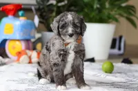 Whyatt, a male Bernedoodle for sale in Dundee, OH – Photo 2 of 5