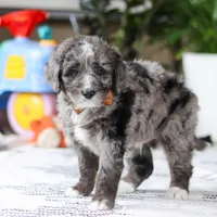 Whyatt, a male Bernedoodle for sale in Dundee, OH – Photo 5 of 5