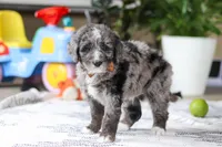 Whyatt, a male Bernedoodle for sale in Dundee, OH – Photo 5 of 5
