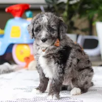 Whyatt, a male Bernedoodle for sale in Dundee, OH – Photo 3 of 5